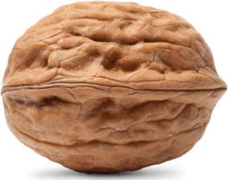 A dry brown nutshell