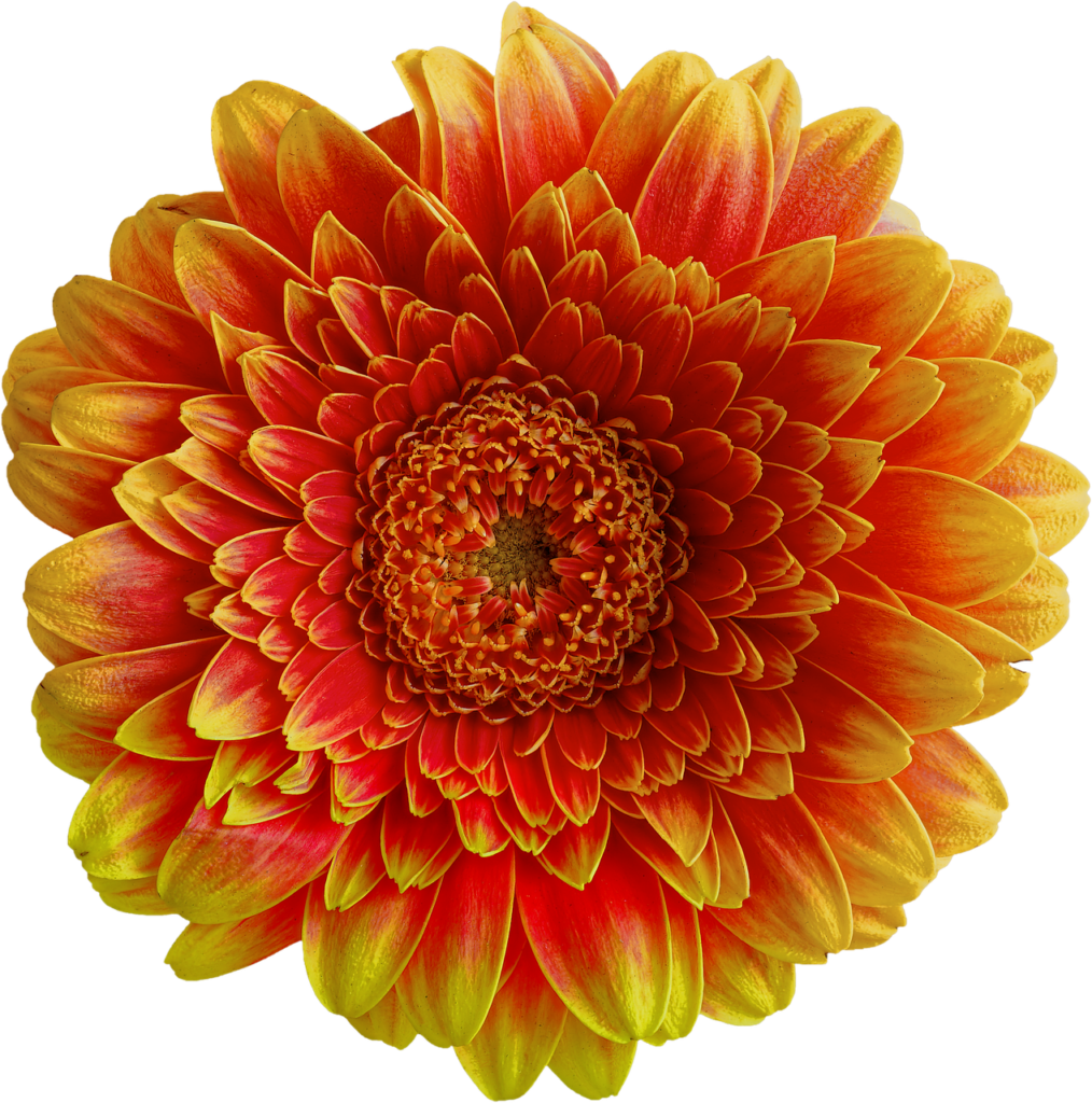 Bright orange flower in full bloom
