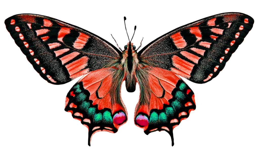 Brightly coloured pink and green butterfly