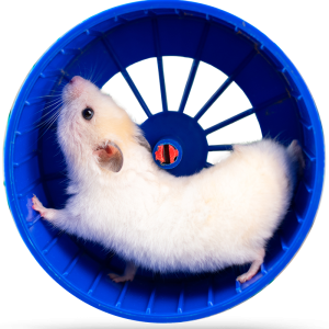 Clue hamster wheel with a hamster inside